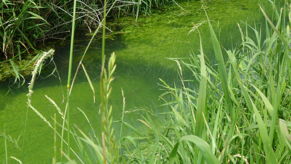 La rivire de Bazinghen. Une truite est visible sur la photo, la voyez-vous ?